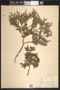 Thuja occidentalis image