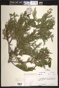 Thuja plicata image