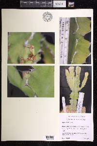 Euphorbia bussei image