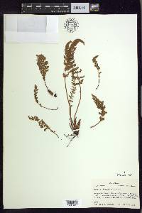 Woodsia ilvensis image