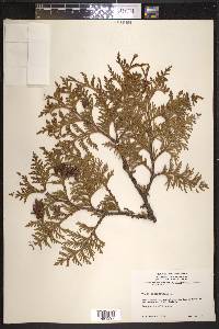 Thuja occidentalis image