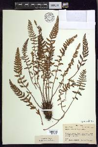 Woodsia ilvensis image