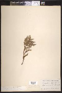 Thuja occidentalis image