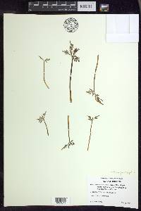 Botrychium angustisegmentum image