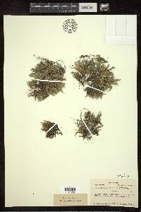 Selaginella rupestris image