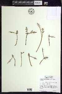 Botrychium matricariifolium image