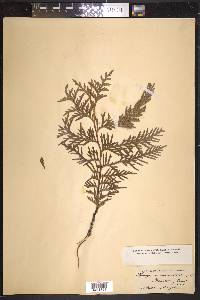 Thuja occidentalis image