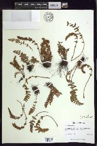 Woodsia ilvensis image