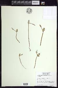 Botrychium matricariifolium image