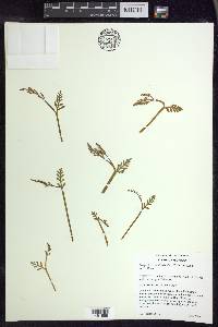 Botrychium matricariifolium image