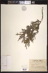 Thuja occidentalis image