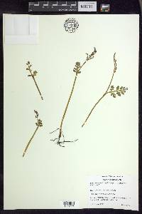 Botrychium matricariifolium image