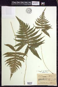Phegopteris connectilis image