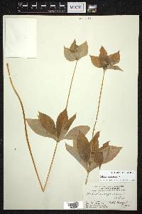 Medeola virginiana image