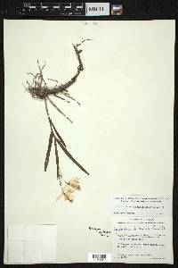 Barkeria barkeriola image