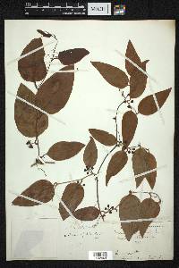 Smilax lanceolata image