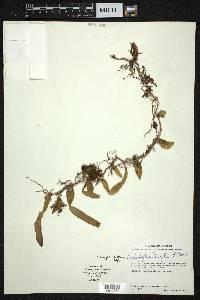 Bulbophyllum nagelii image
