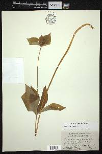 Medeola virginiana image