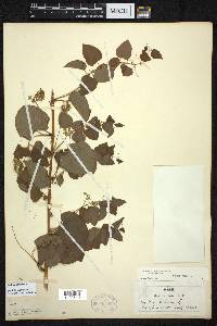 Smilax herbacea image