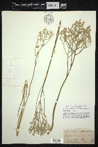 Lophiola americana image