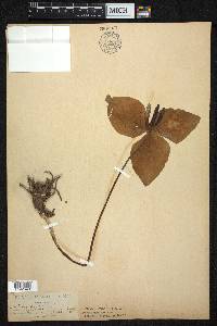 Trillium sessile image