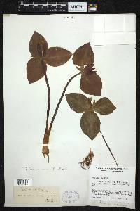 Trillium sessile image