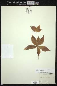 Medeola virginiana image