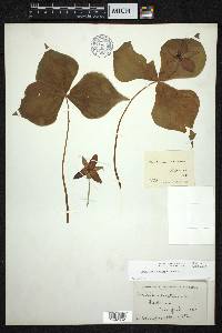 Trillium erectum image