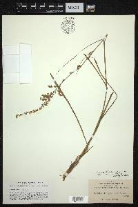 Stenanthium gramineum image