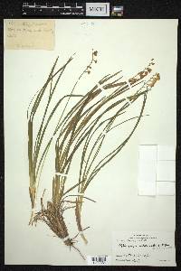 Ophiopogon intermedius image