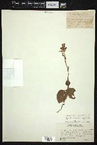 Anoectochilus brevilabris image