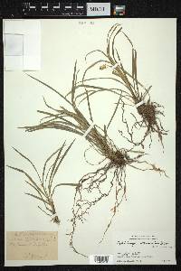 Ophiopogon intermedius image