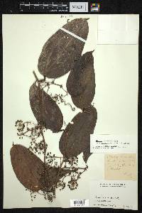 Smilax bracteata image