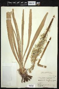 Eremurus himalaicus image