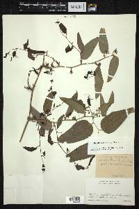 Smilax elegans subsp. elegans image