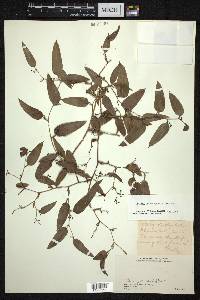 Smilax elegans subsp. elegans image