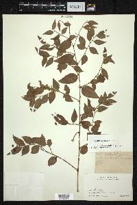 Smilax myrtillus image