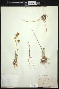 Allium przewalskianum image