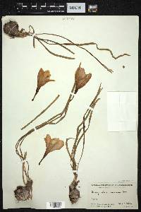Zephyranthes carinata image