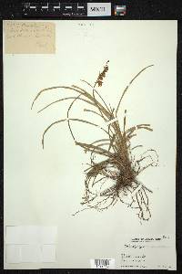 Ophiopogon planiscapus image