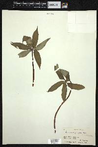 Paris polyphylla image
