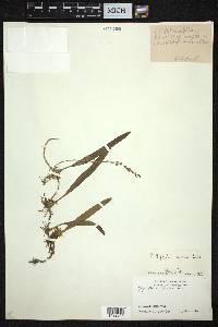 Bulbophyllum reptans image