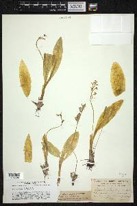 Liparis loeselii image