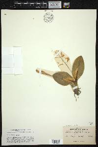 Liparis liliifolia image