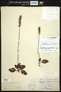 Goodyera pubescens image