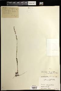 Herminium lanceum image