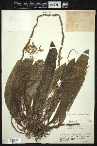 Phalaenopsis mannii image