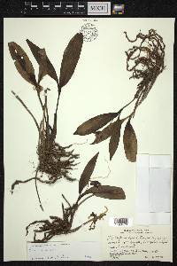 Eria coronaria image