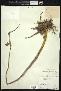 Dendrobium fimbriatum image