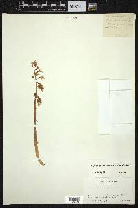 Epipogium roseum image